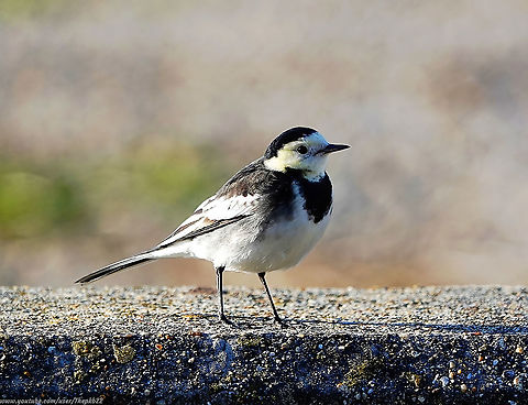 Pied Wagtail (Motacilla alba yarrellii) This Pied Wagtail (or Water Wagtail) is a sub species found almost exclusively in the UK and is very much a sedentary bird compared to its migrating cousin the White Wagtail, found throughout Europe and elsewhere.

Almost continually in motion & quite diminutive, it can be tricky to photograph, so I'm grateful for this i9ndividual hopping on to a wall close by.

The video shows a small flock of Pied Wagtails ice dancing. 

Don't believe me? take a look.....                https://www.youtube.com/watch?v=93u6F6gJ228            Geotagged,Motacilla alba,United Kingdom,White wagtail,Winter