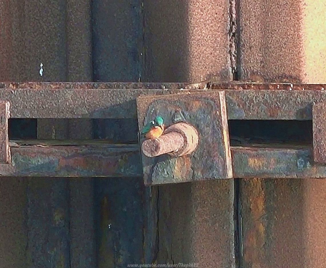 Eurasian Kingfisher (Alcedo atthis) This one took me totally by surprise, and I was lucky to recover in time to get this short video (repeated in slo-mo), because I have always associated the Kingfisher with rivers and lakes, not a man-made seaside Marina.<br />
<br />
But there was no mistaking that incredible in-flight speed and colouring.<br />
<br />
<section class="video"><iframe width="448" height="282" src="https://www.youtube-nocookie.com/embed/bVCs1QmmDLE?hd=1&autoplay=0&rel=0" frameborder="0" allowfullscreen></iframe></section> Alcedo atthis,Common Kingfisher,Geotagged,United Kingdom