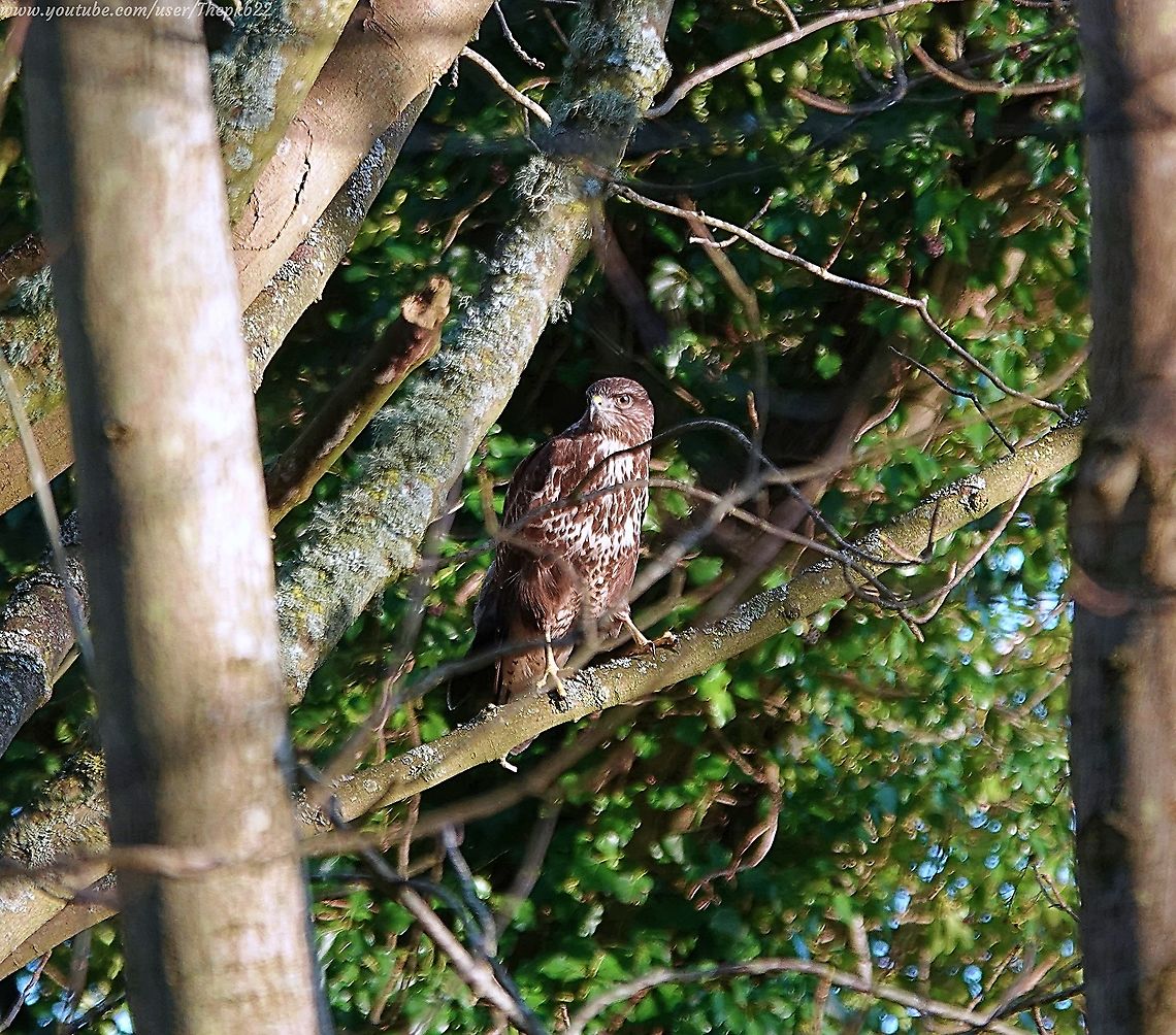 Common Buzzard (Buteo Buteo) I had already filmed four Common Buzzards in the Sussex sky, when walking through some woods I spotted this beauty perched in a tree.<br />
<br />
I managed to creep slowly closer without disturbing it, to get this photograph before it flew to another copse.<br />
<br />
I patiently kept both my eye and camera on it and was rewarded when it flew back towards and past me almost at head height, all captured on video:<br />
<br />
See it in Slo-mo in the latter half of this video: <br />
<section class="video"><iframe width="448" height="282" src="https://www.youtube-nocookie.com/embed/dUN13z2v8y0?hd=1&autoplay=0&rel=0" frameborder="0" allowfullscreen></iframe></section> Buteo buteo,Common buzzard,Geotagged,United Kingdom,Winter