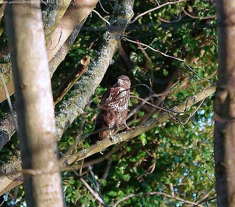 Common Buzzard (Buteo Buteo) I had already filmed four Common Buzzards in the Sussex sky, when walking through some woods I spotted this beauty perched in a tree.

I managed to creep slowly closer without disturbing it, to get this photograph before it flew to another copse.

I patiently kept both my eye and camera on it and was rewarded when it flew back towards and past me almost at head height, all captured on video:

See it in Slo-mo in the latter half of this video: 
https://www.youtube.com/watch?v=dUN13z2v8y0 Buteo buteo,Common buzzard,Geotagged,United Kingdom,Winter