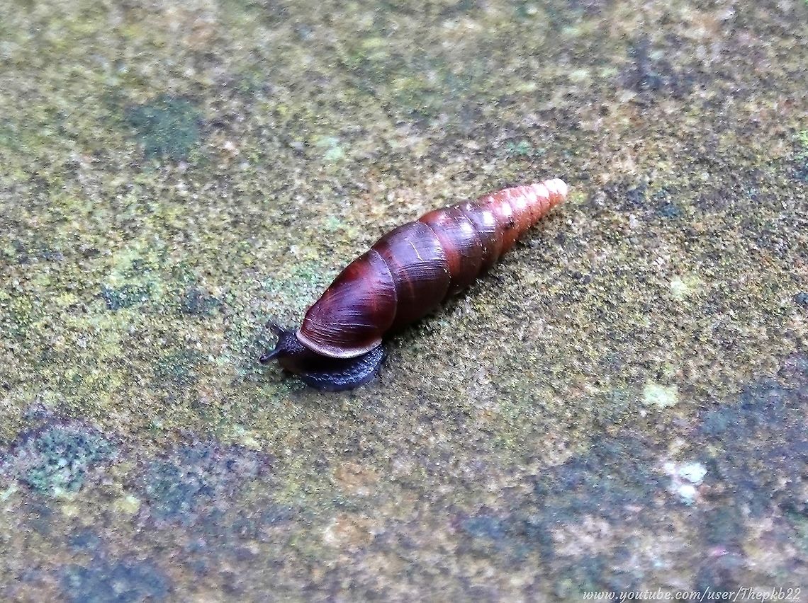 Plaited Door snail (Cochlodina laminata) When I first spotted this, I thought it was a cocoon of some sort?<br />
<br />
Than it started moving, albeit very slowly.<br />
<br />
And was an interesting little fella it turned out to be:     <section class="video"><iframe width="448" height="282" src="https://www.youtube-nocookie.com/embed/t0grVncnuc4?hd=1&autoplay=0&rel=0" frameborder="0" allowfullscreen></iframe></section>                 Cochlodina laminata,Geotagged,United Kingdom,Winter