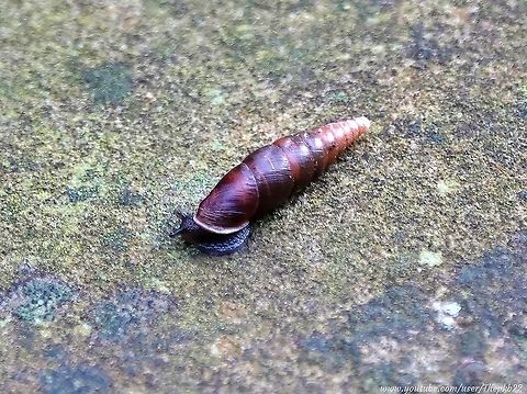 Plaited Door snail (Cochlodina laminata) When I first spotted this, I thought it was a cocoon of some sort?

Than it started moving, albeit very slowly.

And was an interesting little fella it turned out to be:     https://youtu.be/t0grVncnuc4                 Cochlodina laminata,Geotagged,United Kingdom,Winter