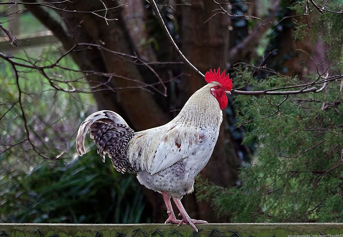 Rooster (Gallus gallus domesticus) What a fine, proud and all too rarely encountered bird the Rooster is.<br />
<br />
The kind of bird  a lot of people might admire from a distance but not want to share a flat with.<br />
<br />
Personally, I love the crowing, morning noon or night. <br />
<br />
Perhaps not all three though :-)<br />
<br />
Let&#039;s see what he&#039;s got to crow about?  <br />
<br />
<section class="video"><iframe width="448" height="282" src="https://www.youtube-nocookie.com/embed/XtopRhAaH44?hd=1&autoplay=0&rel=0" frameborder="0" allowfullscreen></iframe></section> Domestic Chicken,Gallus gallus,Gallus gallus var. domesticus,Geotagged,Red junglefowl,United Kingdom,Winter