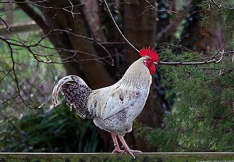 Rooster (Gallus gallus domesticus) What a fine, proud and all too rarely encountered bird the Rooster is.

The kind of bird  a lot of people might admire from a distance but not want to share a flat with.

Personally, I love the crowing, morning noon or night. 

Perhaps not all three though :-)

Let's see what he's got to crow about?  

https://youtu.be/XtopRhAaH44 Domestic Chicken,Gallus gallus,Gallus gallus var. domesticus,Geotagged,Red junglefowl,United Kingdom,Winter