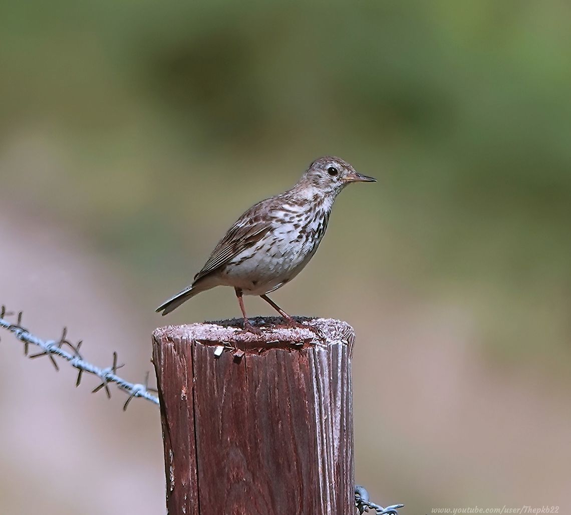 Meadow Pipit (Anthus pratensis) One very fine day last July, I came across some Linnets and what I first thought were Skylarks, having seen a few of the latter fairly nearby earlier that same day.<br />
<br />
In the end, one look at the footage (below) had me revising my thinking, when what I got instead, and I was not disappointed in any way, was these rather attractive Meadow Pipits<br />
<br />
<section class="video"><iframe width="448" height="282" src="https://www.youtube-nocookie.com/embed/9v6qAnOJwC8?hd=1&autoplay=0&rel=0" frameborder="0" allowfullscreen></iframe></section>            Anthus pratensis,Geotagged,Meadow pipit,Summer,United Kingdom