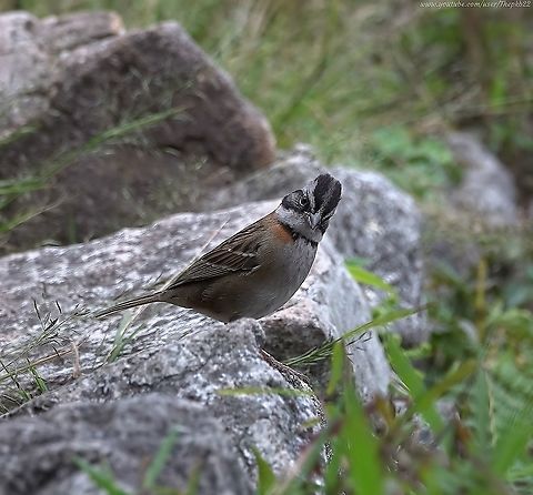 Rufous-collared Sparrow (Zonotrichia capensis) I don't think I need say much about this cheeky chappie - The Andean Sparrow.

The photo above says it all.

So does this video:  https://youtu.be/FJiyTVhhOJY                 Geotagged,Peru,Rufous-collared sparrow,Spring,Zonotrichia capensis