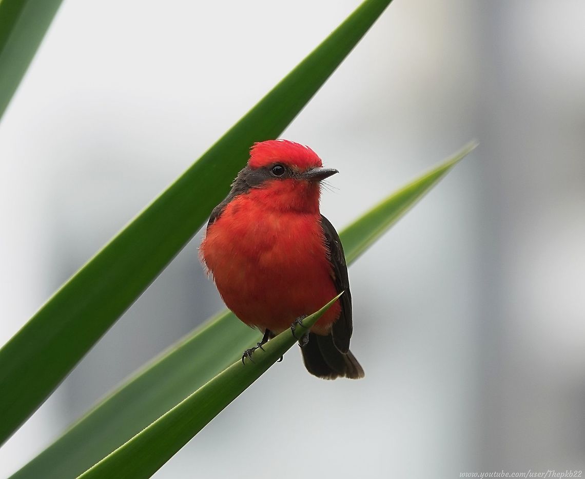 Vermilion Flycatcher (Pyrocephalus rubinus) A visually striking bird spotted near the beach in Lima, Peru, where there didn't look to be too many places it could find its preferred prey.<br />
<br />
It sat for us while I took a few photographs, then flew off just seconds after I'd pressed record for the video.<br />
<br />
Nevertheless, the video is here, with accompanying information: <section class="video"><iframe width="448" height="282" src="https://www.youtube-nocookie.com/embed/TIfFPbxDyJY?hd=1&autoplay=0&rel=0" frameborder="0" allowfullscreen></iframe></section> Geotagged,Peru,Pyrocephalus rubinus,Scarlet flycatcher,Spring