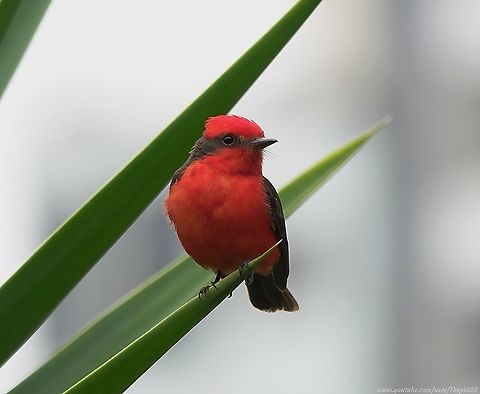Vermilion Flycatcher (Pyrocephalus rubinus) A visually striking bird spotted near the beach in Lima, Peru, where there didn't look to be too many places it could find its preferred prey.

It sat for us while I took a few photographs, then flew off just seconds after I'd pressed record for the video.

Nevertheless, the video is here, with accompanying information: https://youtu.be/TIfFPbxDyJY Geotagged,Peru,Pyrocephalus rubinus,Scarlet flycatcher,Spring