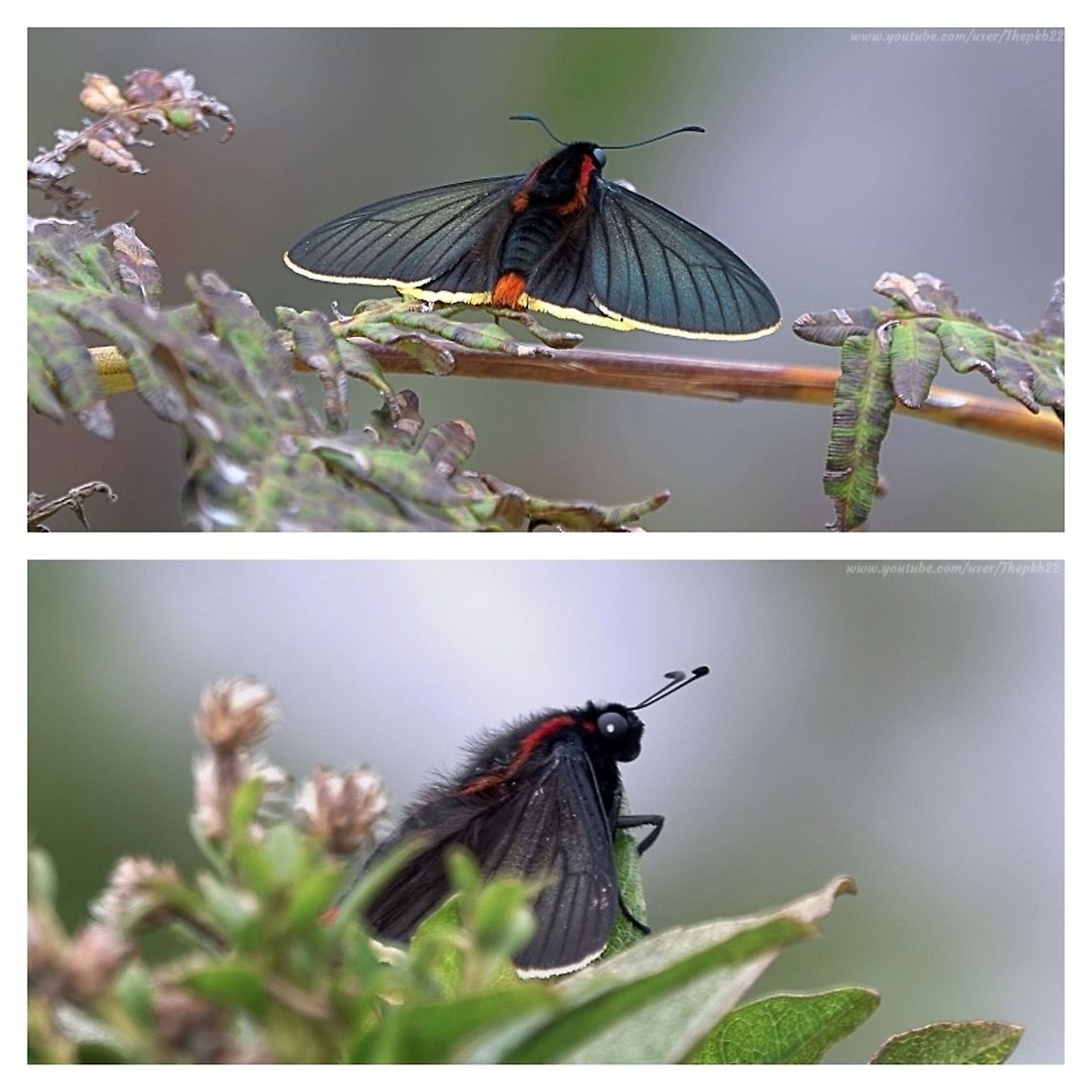 Shoulder-streaked Firetip (Pyrrhopyge papius) It's fair to say these were some of the most risky photographs I've ever taken.<br />
<br />
I was very high up the Huayna Picchu which looks down on Machu Picchu. We were climbing through cloud when I saw this beautiful butterfly on a shrub hanging off the side of the mountain. The only way to get a photo or two was to lean over, on tip-toe, arms outstretched over the shrub without somehow, disturbing the butterfly.<br />
<br />
Looking back, it wasn't wise, and I wasn't expecting much by way of result. But Lady Luck smiled.<br />
<br />
The subfamily Pyrrhopyginae comprises 163 known species, most of which are found only in the tropical rainforests and cloudforests of South America.<br />
<br />
They share among them, several characteristics including unusually prominent eyes (shown clearly in my lower photo) and thickset bodies relatively large against their wing size. <br />
<br />
With that large muscular body, Firetips are very fast flyers, their wings audible in flight.<br />
<br />
The name Firetip comes from the crimson-red tuft at the tail which many of them exhibit and which is very evident in the upper photo.<br />
<br />
There's no video with these photographs which is a shame, because there are none on this species on YouTube.<br />
<br />
 Geotagged,Peru,Pyrrhopyge papius,Shoulder-streaked Firetip