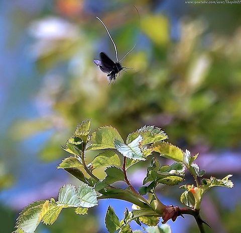 Green Longhorn Moths (Adela reaumurella) When I first spotted this swarm of tiny black insects, I assumed they were St Mark's Flies.

I'm glad I didn't walk by because they turned out to be something far more......magical.

Do not miss this video:   https://www.youtube.com/watch?v=Jg1wQV_MNQo       Adela reaumurella,Geotagged,Spring,United Kingdom