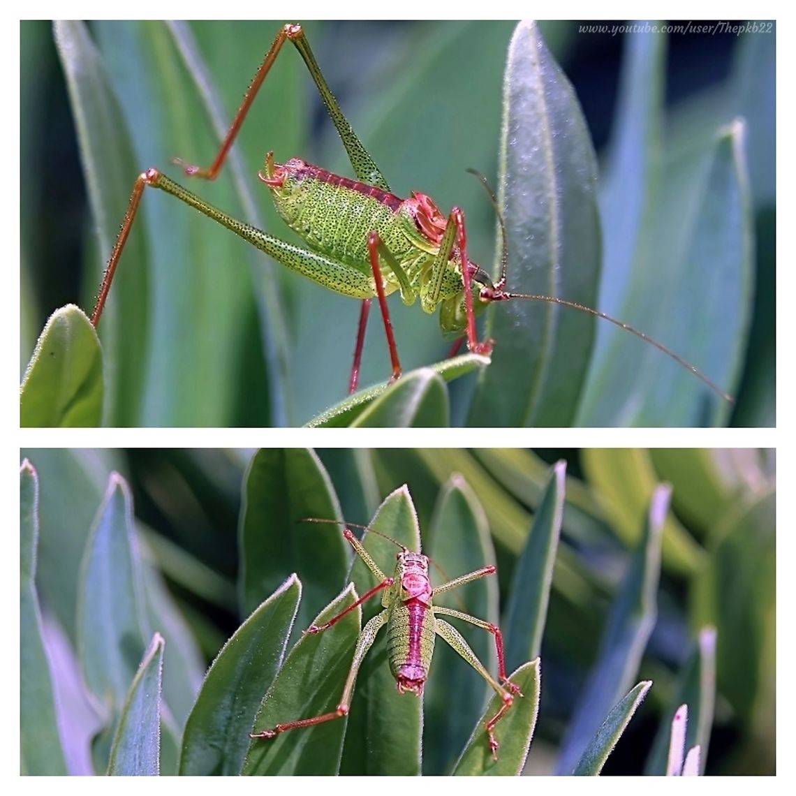 Speckled Bush-cricket (Leptophyes punctatissima) Sometimes you have to travel far to find the something you want to photograph or film.<br />
<br />
Sometimes you literally just have to fall out of the front door and there it is staring right at you. Even though it&#039;s not supposed to be there during the day.<br />
<br />
So it was with this Speckled Bush cricket a couple of years ago, as it wandered up and down my porch (alas, not Porsche) support.<br />
<br />
With a bit of body contortion action, I was able to get this video from various angles and pretty close up.<br />
<br />
<section class="video"><iframe width="448" height="282" src="https://www.youtube-nocookie.com/embed/3Q7XowwcqhM?hd=1&autoplay=0&rel=0" frameborder="0" allowfullscreen></iframe></section> Geotagged,Leptophyes punctatissima,Speckled bush-cricket,United Kingdom