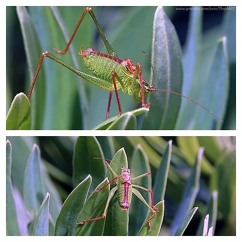 Speckled Bush-cricket (Leptophyes punctatissima) Sometimes you have to travel far to find the something you want to photograph or film.

Sometimes you literally just have to fall out of the front door and there it is staring right at you. Even though it's not supposed to be there during the day.

So it was with this Speckled Bush cricket a couple of years ago, as it wandered up and down my porch (alas, not Porsche) support.

With a bit of body contortion action, I was able to get this video from various angles and pretty close up.

https://www.youtube.com/watch?v=3Q7XowwcqhM Geotagged,Leptophyes punctatissima,Speckled bush-cricket,United Kingdom
