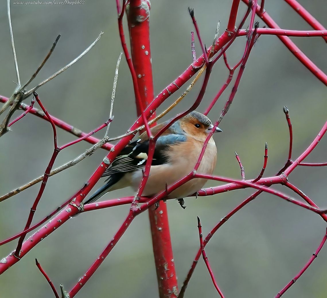Chaffinch (Fringilla coelebs)  It&#039;s much easier to spot a Chaffinch during the winter and even then it can be tricky, as its plumage is designed to act as camouflage.<br />
<br />
The male seen here, is a wonderfully colourful specimen, with the colours becoming even more vibrant in the summer months.<br />
<br />
Unfortunately, there&#039;s a history of particular cruelty to this charming songbird.<br />
<br />
Read about it here: <section class="video"><iframe width="448" height="282" src="https://www.youtube-nocookie.com/embed/FN4Q4nk7RXY?hd=1&autoplay=0&rel=0" frameborder="0" allowfullscreen></iframe></section> Common chaffinch,Fringilla coelebs,Geotagged,United Kingdom,Winter