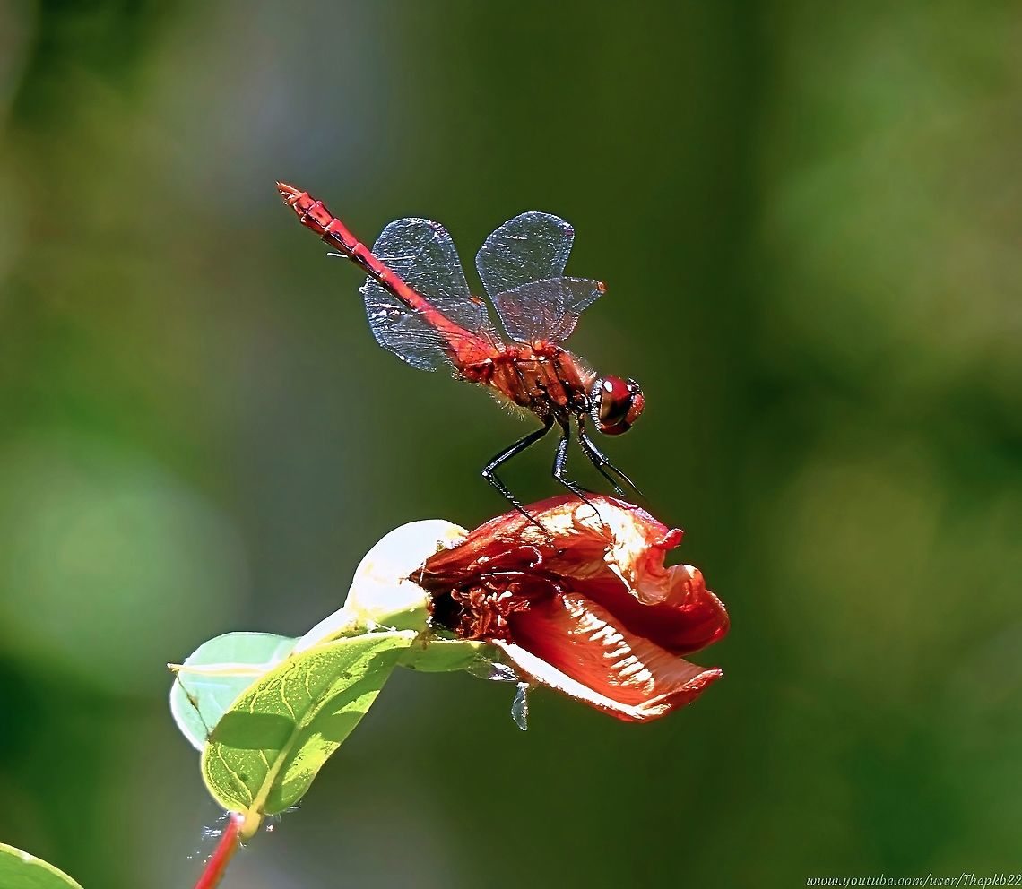 Ruddy Darter (Sympetrum sanguineum) I love going through old photos &amp; videos, discovering things you&#039;d forgotten.<br />
<br />
Like this video and photograph from 2018, on a gloriously sunny, though slightly breezy July day, wandering around various parks in central London.<br />
<br />
The Ruddy Darters seemed fairly tolerant of my attempts to get up close, so I took full advantage: <section class="video"><iframe width="448" height="282" src="https://www.youtube-nocookie.com/embed/-_L5q79PHOY?hd=1&autoplay=0&rel=0" frameborder="0" allowfullscreen></iframe></section> Geotagged,Ruddy Darter,Summer,Sympetrum sanguineum,United Kingdom
