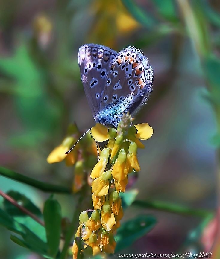 Common Blue Butterflies (Polyommatus icarus) 'Coupling'  I remember this day well, observing a number of Common Blues doing their best to defy the wind and mate successfully. <br />
<br />
And believe me it wasn&#039;t easy. <br />
<br />
Well, you don&#039;t have to believe me. <br />
Watch for yourself, as we cuddle up close, to see what&#039;s going on.<br />
<br />
<section class="video"><iframe width="448" height="282" src="https://www.youtube-nocookie.com/embed/BcKec_IkKoQ?hd=1&autoplay=0&rel=0" frameborder="0" allowfullscreen></iframe></section> Common blue,Geotagged,Polyommatus icarus,Summer,United Kingdom