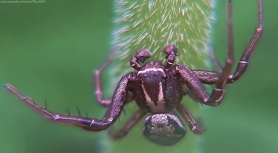 Common Crab Spider (Xysticus cristatus) This entry is mostly about the accompanying video which you should not miss, if you like a little drama.<br />
<br />
It features, very close up, some unusual behaviour characterstic of this particular species, and relatively few others.<br />
<br />
Make sure you read the commentary before you watch the video, so you know a little about what&#039;s going on.........or not? :-)<br />
<br />
<section class="video"><iframe width="448" height="282" src="https://www.youtube-nocookie.com/embed/y66yVdR6zzc?hd=1&autoplay=0&rel=0" frameborder="0" allowfullscreen></iframe></section> Geotagged,Ground Crab Spider,United Kingdom,Xysticus cristatus