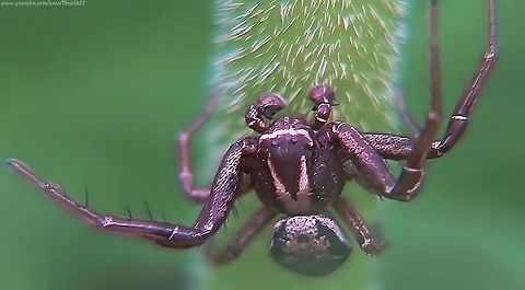 Common Crab Spider (Xysticus cristatus) This entry is mostly about the accompanying video which you should not miss, if you like a little drama.

It features, very close up, some unusual behaviour characterstic of this particular species, and relatively few others.

Make sure you read the commentary before you watch the video, so you know a little about what's going on.........or not? :-)

https://youtu.be/y66yVdR6zzc Geotagged,Ground Crab Spider,United Kingdom,Xysticus cristatus