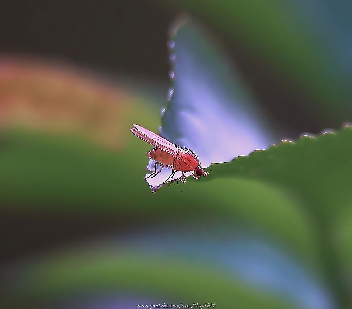 Tricholauxania praeusta I suspect this is one of those 'spots' that would never have happened before I once again picked up my camera just a few short years ago?<br />
<br />
Now, there's a part of me almost constantly alert for any movement or anything which might look of interest.<br />
<br />
Which is not to say of course, one succeeds all the time. Far from it. But little wins like this almost imperceptible fly are ample reward.<br />
<br />
 <section class="video"><iframe width="448" height="282" src="https://www.youtube-nocookie.com/embed/k7m9g1LdKHI?hd=1&autoplay=0&rel=0" frameborder="0" allowfullscreen></iframe></section> Fall,Geotagged,Tricholauxania praeusta,United Kingdom