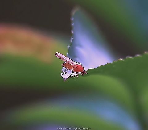 Tricholauxania praeusta I suspect this is one of those 'spots' that would never have happened before I once again picked up my camera just a few short years ago?

Now, there's a part of me almost constantly alert for any movement or anything which might look of interest.

Which is not to say of course, one succeeds all the time. Far from it. But little wins like this almost imperceptible fly are ample reward.

 https://www.youtube.com/watch?v=k7m9g1LdKHI Fall,Geotagged,Tricholauxania praeusta,United Kingdom