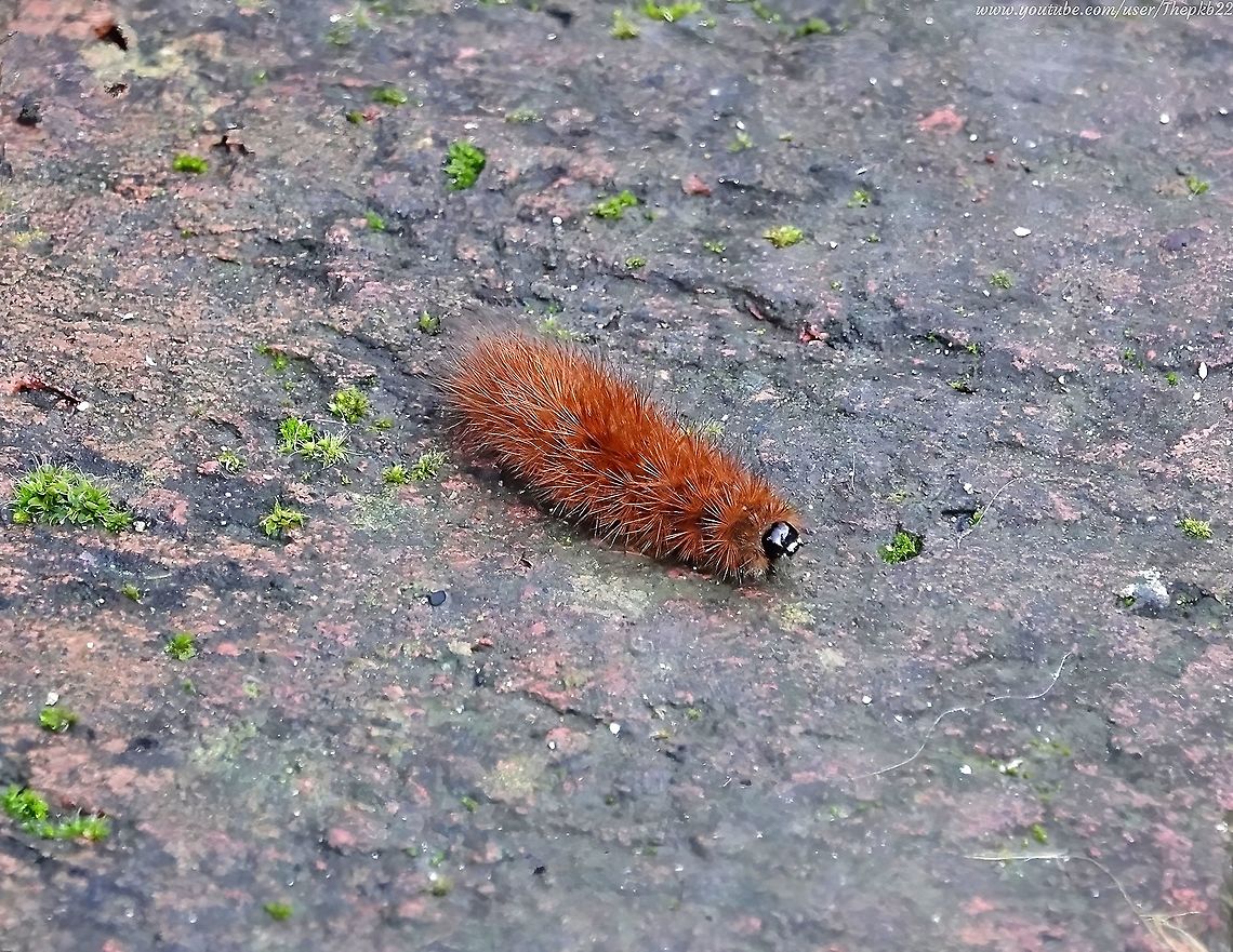 Ruby Tiger Moth Caterpillar (Phragmatobia fuliginosa) As the sun finally shone this morning and my garden exploded into colour, I suddenly saw this caterpillar making a very brave/stupid (delete as appropriate0 dash for it right under the nose of a bird feeding station.<br />
<br />
Having said that, those hairs are probably a pretty effective warning to most birds, "Mess with me at your peril".<br />
<br />
I followed it for quite a while as it searched for an appropriate place to pupate, which I think it found.<br />
<br />
Watch it as it searches and learn more about it here: <section class="video"><iframe width="448" height="282" src="https://www.youtube-nocookie.com/embed/7kiYmlvY32M?hd=1&autoplay=0&rel=0" frameborder="0" allowfullscreen></iframe></section> Geotagged,Phragmatobia fuliginosa,Ruby tiger,United Kingdom,Winter