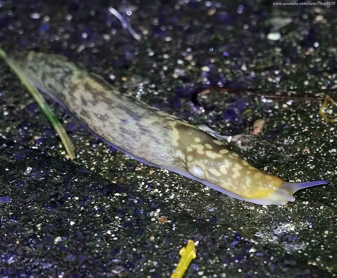 Yellow Slug (Limacus flavus) 'Slugs' is generally a dirty word to many, images of plant destroying pests and slimy trails, in most people's minds.<br />
<br />
Some like the Yellow slug however, are distinctly beneficial to gardeners, and all are important links in the food chain to more cuddly favourites like the hedgehog. <br />
<br />
OK, cuddly, might be overdoing it, but you'll get my drift.<br />
<br />
What's not to like about this fellow, cleaning up your garden as you sleep?<br />
<br />
<section class="video"><iframe width="448" height="282" src="https://www.youtube-nocookie.com/embed/xVInrF1e5qE?hd=1&autoplay=0&rel=0" frameborder="0" allowfullscreen></iframe></section><br />
<br />
            Geotagged,Limacus flavus,United Kingdom,Winter