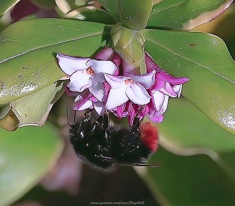 Red-tailed Bumble Bee
