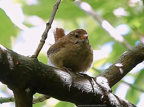 Eurasian Wren (Troglodytes troglodytes) A very common bird, although it often goes unnoticed as it hides among flocks of Sparrows in the garden.

One thing you can't help but notice, if you catch it in full voice, is its amazing vocal abilities.

As this video demonstrates, a couple of tiny Wrens can fill the woods with joyous song................

 https://www.youtube.com/watch?v=oHku663II0Q           Eurasian Wren,Geotagged,Summer,Troglodytes troglodytes,United Kingdom