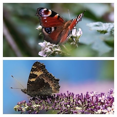 European Peacock (Aglais io) You might think there's nothing very unusual about this common butterfly other than it's obvious striking appearance, but you'd be very wrong.

It has evolved some remarkable traits, both as butterfly and caterpillar. 

Read about them and see them both, here: https://www.youtube.com/watch?v=UdmsA3JsBwY European Peacock,Geotagged,Inachis io,United Kingdom