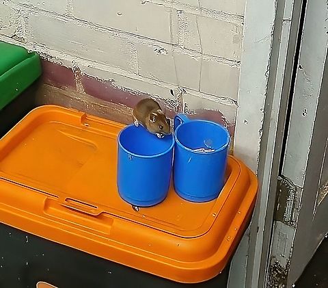 Wood Mouse (Apodemus sylvaticus) There I was, phaffing around in my garage late last night, when this supposedly shy and secretive little thing pops out right in front of me to help itself to a little snack.

I gabbed my phone for a short video and after it ran back behind my tumble dryer, I did what any responsible householder does when faced with a mouse in the house;

I decanted the sunflower hearts into a shallower container, to make it a little easier for the little'un the next time.

How cute is THIS? 

https://www.youtube.com/watch?v=nnh2GbSNpA4

 Apodemus sylvaticus,Geotagged,United Kingdom,Wood mouse