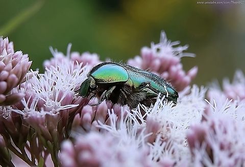Rose Chafer (Cetonia aurata)                                 Cetonia aurata,Geotagged,Rose chafer,Summer,United Kingdom