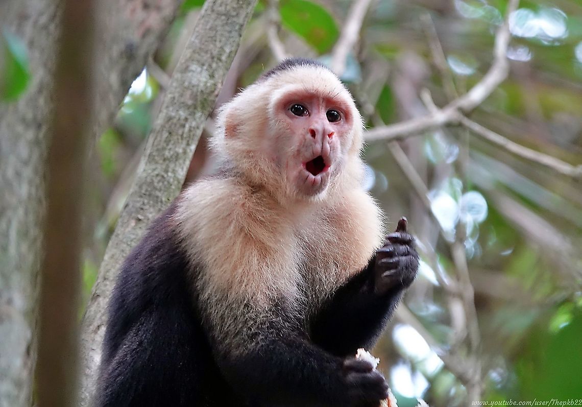 Panamanian White-faced Capuchins (Cebus imitator) I could have spent all day watching the antics of these Capuchins.<br />
<br />
At the same time, it was a little depressing to understand that while they were protected in a large National Park in Costa Rica, the density of the animal population was above what it would be if they were totally free and that brought them into contact with tourists like me, more than they should have to.<br />
<br />
Not everyone is as respectful or responsible as they should be. Witness the slice of pizza in this monkey&#039;s hands.<br />
<br />
Read about and watch these intelligent monkeys, here: <section class="video"><iframe width="448" height="282" src="https://www.youtube-nocookie.com/embed/NkAEGUcZkhw?hd=1&autoplay=0&rel=0" frameborder="0" allowfullscreen></iframe></section> Cebus imitator,Costa Rica,Geotagged,Panamanian white-faced capuchin,Spring