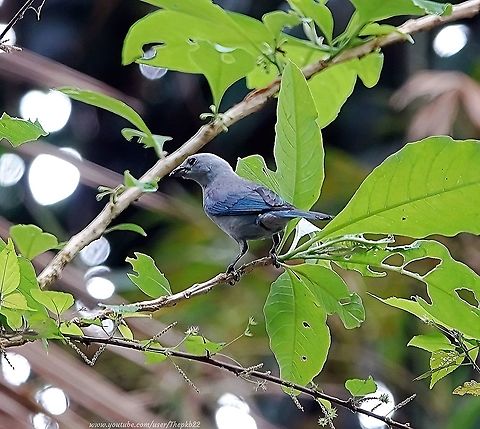Blue-grey Tanager (Thraupis episcopus) What a silly billy!

My apologies. 

I previously inadvertently posted the wrong photo, but here IS one of the Blue-grey Tanagers I found on my last day in Costa Rica, when I was butterfly hunting.

Lively, cheeky and fun to watch: https://www.youtube.com/watch?v=1RQlRtFGLug

                          Blue-gray tanager,Costa Rica,Geotagged,Spring,Thraupis episcopus