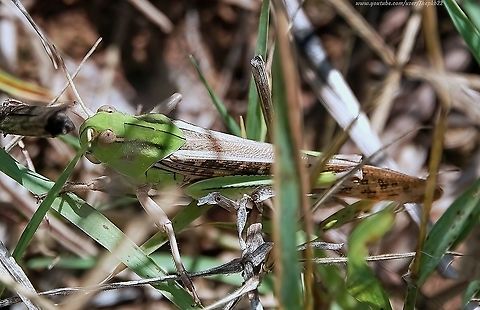 Migratory Locust (Locusta migratoria) The Migratory locust might be compared to the average male teenager? 

On it's own, it's can be a lovely fella. Quiet, respectful and good company.

But get it together with its mates without the right controls, and mayhem and destruction might not be far behind!

Of course. I'm only joking.

Locusts aren't that bad. :-)

Find out what I mean, here: https://www.youtube.com/watch?v=zR4Jfwg9hHI

 Geotagged,Italy,Locusta migratoria,Migratory locust,Summer