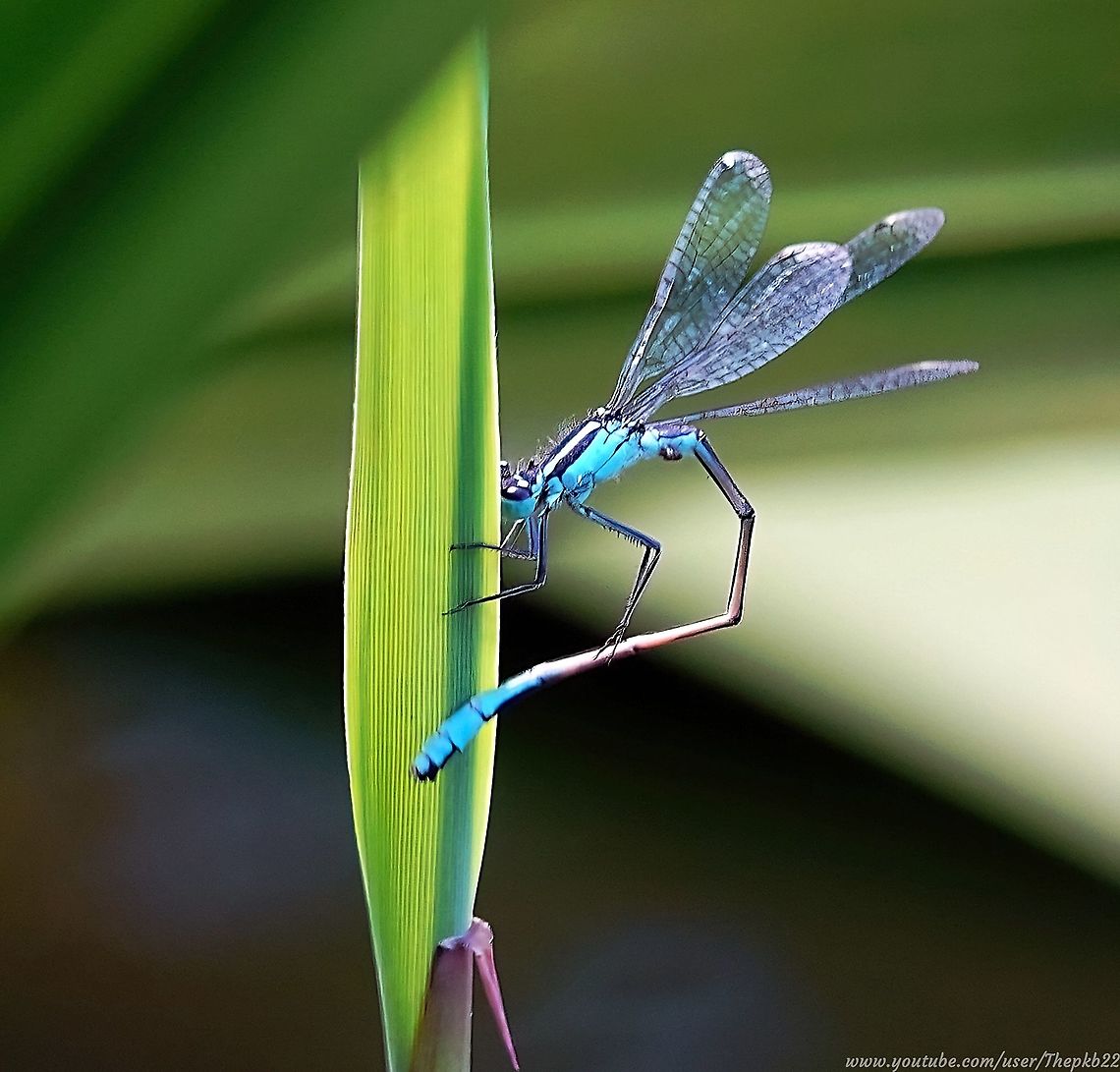 Blue-tailed Damselfly (Ischnura elegans) I always find it fascinating to watch insects or otherwise take care of basic grooming needs, wondering what they're thinking about, and hoping they're enjoying these moments of respite.<br />
<br />
Having said that, I remember this as a very windy day, so there's considerable effort going on just to stay attached while he grooms.<br />
<br />
<section class="video"><iframe width="448" height="282" src="https://www.youtube-nocookie.com/embed/JxBKCHOYIcQ?hd=1&autoplay=0&rel=0" frameborder="0" allowfullscreen></iframe></section>      Blue-tailed damselfly,Geotagged,Ischnura elegans,Summer,United Kingdom