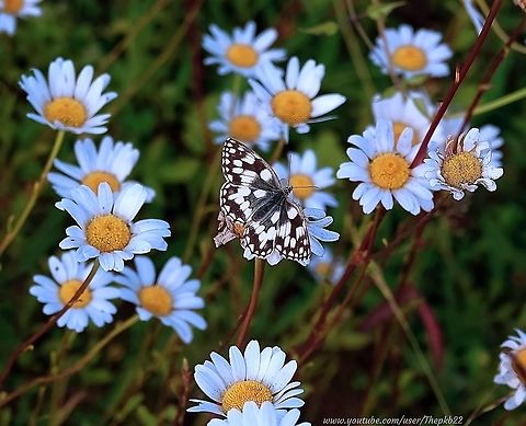 Marbled White Butterfly (Melanargia galathea) I live in an area of Chalk Downland, this butterfly's favourite environment.

For those few too brief weeks/months in the summer, the local fields are alive with this beautiful, uniquely patterned butterfly.

See one close-up, here: https://www.youtube.com/watch?v=Ij-8rvv99zU Geotagged,Marbled White,Melanargia galathea,Spring,United Kingdom