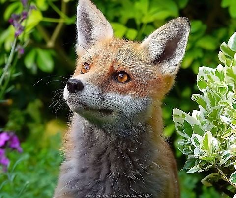 Meet my friend, 'Freddie' the Red Fox (Vulpes vulpes) It gives me great pleasure to introduce 'Freddie', with whom I have a particular bond....never shaken or stirred.

I've been sharing my garden with generations of a fox family for many years, but this fella, now five years old has always been special.

Four four years, he would come and sit with me as I did the gardening, sleep in the garden or wait by the kitchen door until I fed him.

A year ago, he moved away from my garden to be with his vixen in the new territory where she had chosen an Earth in which she would give birth.

It was sad but inevitable. A fox must do what a fox must do.

One day, a couple of months later in broad daylight, I stumbled across Freddie, who responded the instant I called his name.

From this chance meeting I was able to locate his new territory.

Since that day, while we care for 'Slim' his 2019 male cub who inherited our garden as his territory, I've walked into local woods late every night/early morning, to see Freddie and his new family.

In this video, you can meet Freddie and, as I did that night, meet his 2020 cubs for the first time. 

His vixen, 'Freda' is once again pregnant.

https://www.youtube.com/watch?v=0veHflmnQ_k

(If you wish to know more about Freddie & his family, Oliver the Badger & his family, their friends and others, Freddie has his own Facebook Group. Free to join and totally non-commercial

You can join here: https://www.facebook.com/groups/397375450924531)
 Geotagged,Red Fox,United Kingdom,Vulpes vulpes