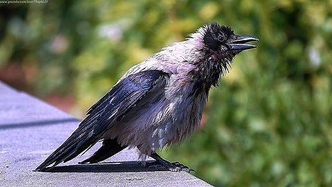 Hooded Crow (Corvus cornix) Not a species seen in England,very much, but luckily both Rome and Pontecorvo in Italy had plenty on offer.

And entertaining they were too.

Surprisingly, they were only classified as a separate species in 2002.

More info here: https://www.youtube.com/watch?v=6Nsx26v9a3w Corvus cornix,Geotagged,Hooded Crow,Italy,Summer