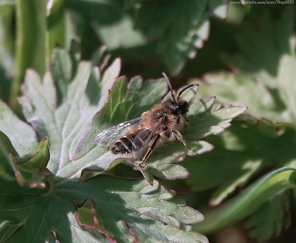 Yellow legged Mining Bee (Andrena flavipes) I don&#039;t recall having seen this particular species in my gardens before, but over the last few days, there have been very many.<br />
<br />
And what a cute little solitary (or not so solitary) bee it is too.<br />
<br />
Just one of approximately 65 mining bee species in the UK.<br />
<br />
Information accompanies this video:  <section class="video"><iframe width="448" height="282" src="https://www.youtube-nocookie.com/embed/RonTYOgbNkQ?hd=1&autoplay=0&rel=0" frameborder="0" allowfullscreen></iframe></section>        Andrena flavipes,Geotagged,Spring,United Kingdom,Yellow-legged mining bee