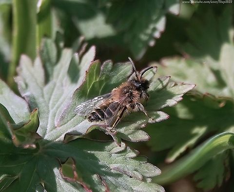 Yellow legged Mining Bee (Andrena flavipes) I don't recall having seen this particular species in my gardens before, but over the last few days, there have been very many.

And what a cute little solitary (or not so solitary) bee it is too.

Just one of approximately 65 mining bee species in the UK.

Information accompanies this video:  https://www.youtube.com/watch?v=RonTYOgbNkQ        Andrena flavipes,Geotagged,Spring,United Kingdom,Yellow-legged mining bee