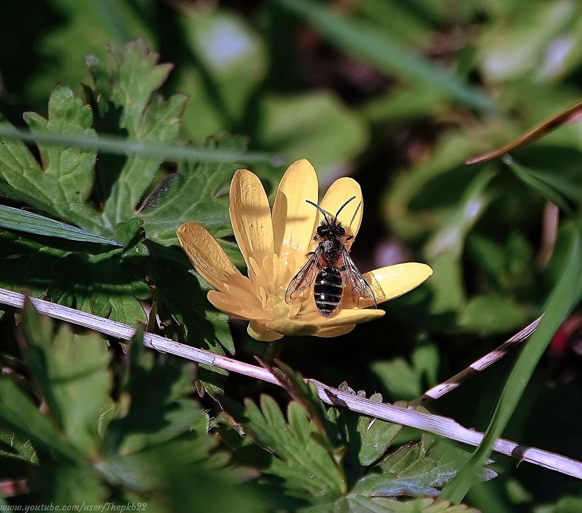 Yellow-legged Mining Bee (Andrena flavipes) - Brighton, March 2021 I had to add this photo, even though I posted about the Yellow Mining bee earlier, because I&#039;ve taken this photo since then, and I really like it.<br />
            Andrena flavipes,Geotagged,Spring,United Kingdom,Yellow-legged mining bee