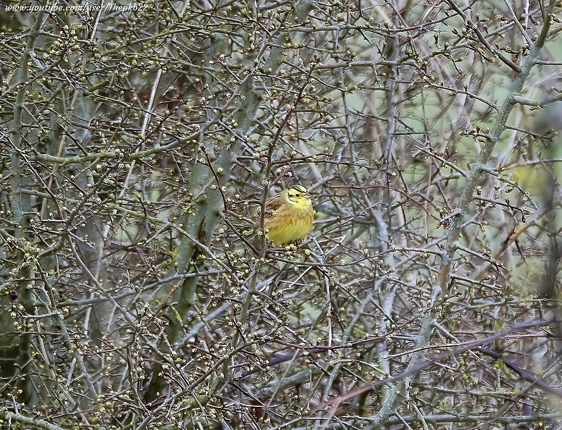 Yellowhammer (Emberiza citrinella) I dread to think how many miles I&#039;ve walked the Sussex countryside over the years hoping to see the Yellowhammer. <br />
But somehow they always eluded me.... until today.<br />
<br />
I still couldn&#039;t get as close as I would like to have done. It&#039;s important not to disturb them too much.<br />
But boy it was worth it, even with a forceful, bitterly cold wind for which I was ill prepared.                 <br />
<br />
See how I got on here: <section class="video"><iframe width="448" height="282" src="https://www.youtube-nocookie.com/embed/WzeTzKIbmEo?hd=1&autoplay=0&rel=0" frameborder="0" allowfullscreen></iframe></section> Emberiza citrinella,Geotagged,Spring,United Kingdom,Yellowhammer