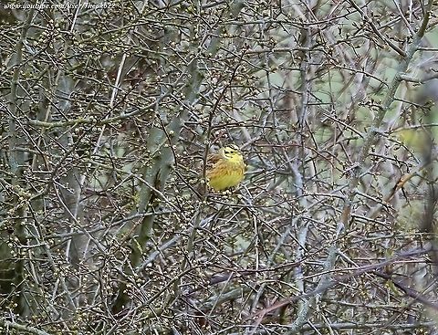 Yellowhammer (Emberiza citrinella) I dread to think how many miles I've walked the Sussex countryside over the years hoping to see the Yellowhammer. 
But somehow they always eluded me.... until today.

I still couldn't get as close as I would like to have done. It's important not to disturb them too much.
But boy it was worth it, even with a forceful, bitterly cold wind for which I was ill prepared.                 

See how I got on here: https://www.youtube.com/watch?v=WzeTzKIbmEo Emberiza citrinella,Geotagged,Spring,United Kingdom,Yellowhammer