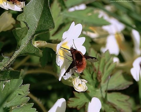 Dark-edged Bee fly (Bombylius major) About this time of year, I often see photos of the bee-fly with enquiries as to the name of this dangerous looking beastie.

It is of course, totally harmless (unless you're a mining bee) and it's one of the of the insects I look out for in March every year, because once this little critter emerges, you can bank on the arrival of spring.

Watch it in action and read about it, here: https://www.youtube.com/watch?v=CZRGvlSXx4M
                 Bombylius major,Geotagged,Large Bee-fly,Spring,United Kingdom