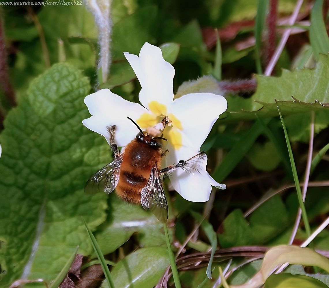 Hairy footed Flower bee (Anthophora plumipes) A wonderful little bee!<br />
<br />
Just check out those feather-like feet on this male.<br />
<br />
Often seen whizzing on its zig-zagging flight path through your garden like Concorde on speed, this is what the airborne Roadrunner looks like when it finally settles.<br />
<br />
To see it in action (partly in slow-mo) and learn more about it, check this out: <section class="video"><iframe width="448" height="282" src="https://www.youtube-nocookie.com/embed/FreR4DwM75Y?hd=1&autoplay=0&rel=0" frameborder="0" allowfullscreen></iframe></section> Anthophora plumipes,Geotagged,Spring,United Kingdom