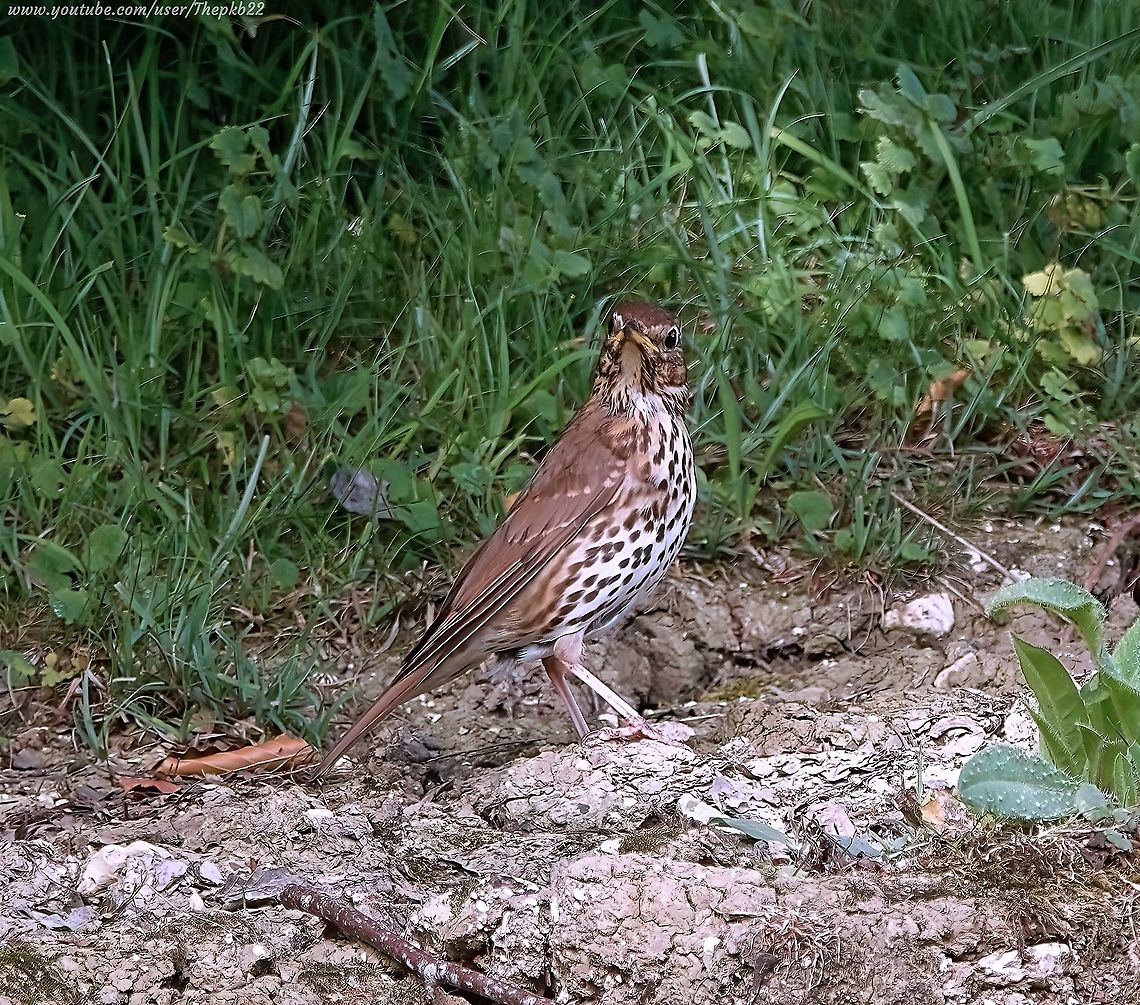 Song Thrush (Turdus philomelos) Sadly, still a &#039;Red&#039; listed threatened species in the UK.<br />
<br />
Just have a listen at it&#039;s wonderful &amp; distinctive song:      <section class="video"><iframe width="448" height="282" src="https://www.youtube-nocookie.com/embed/CVmFH69p-rY?hd=1&autoplay=0&rel=0" frameborder="0" allowfullscreen></iframe></section>              Geotagged,Song Thrush,Summer,Turdus philomelos,United Kingdom