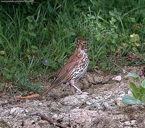 Song Thrush (Turdus philomelos) Sadly, still a 'Red' listed threatened species in the UK.

Just have a listen at it's wonderful & distinctive song:      https://www.youtube.com/watch?v=CVmFH69p-rY              Geotagged,Song Thrush,Summer,Turdus philomelos,United Kingdom