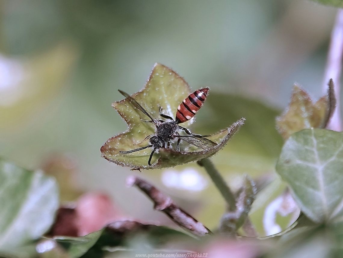 Fabricius’ Nomad Bee (Nomada fabriciana) A small black and reddish-brown nomad bee, with wing lengths between 5 - 8mm.<br />
<br />
The thorax is all black and the abdomen is reddish. <br />
<br />
The yellow spots on the second and third segments and the black-coloured antennae, ID this as a male.<br />
<br />
The females&#039; are banded red and black.<br />
<br />
Found in a wide range of habitats where ever Gwynne&#039;s Mining bee (Andrena bicolour) its host species, can be found. <br />
<br />
 Alas, this fella didn&#039;t hang around in the garden long enough for a video. Geotagged,Nomada fabriciana,Spring,United Kingdom