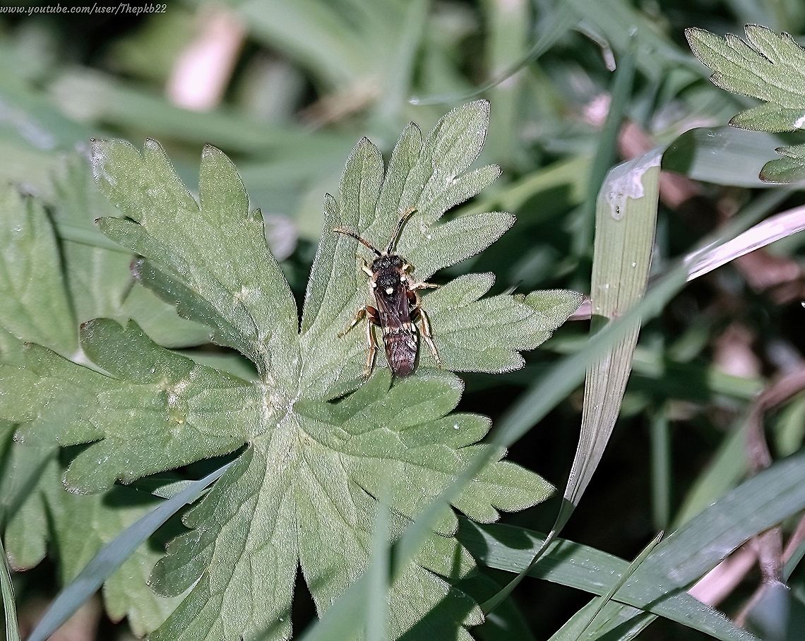 Painted Nomad Bee (Nomada fucata)                                 Geotagged,Nomada fucata,Painted Nomad Bee,Spring,United Kingdom