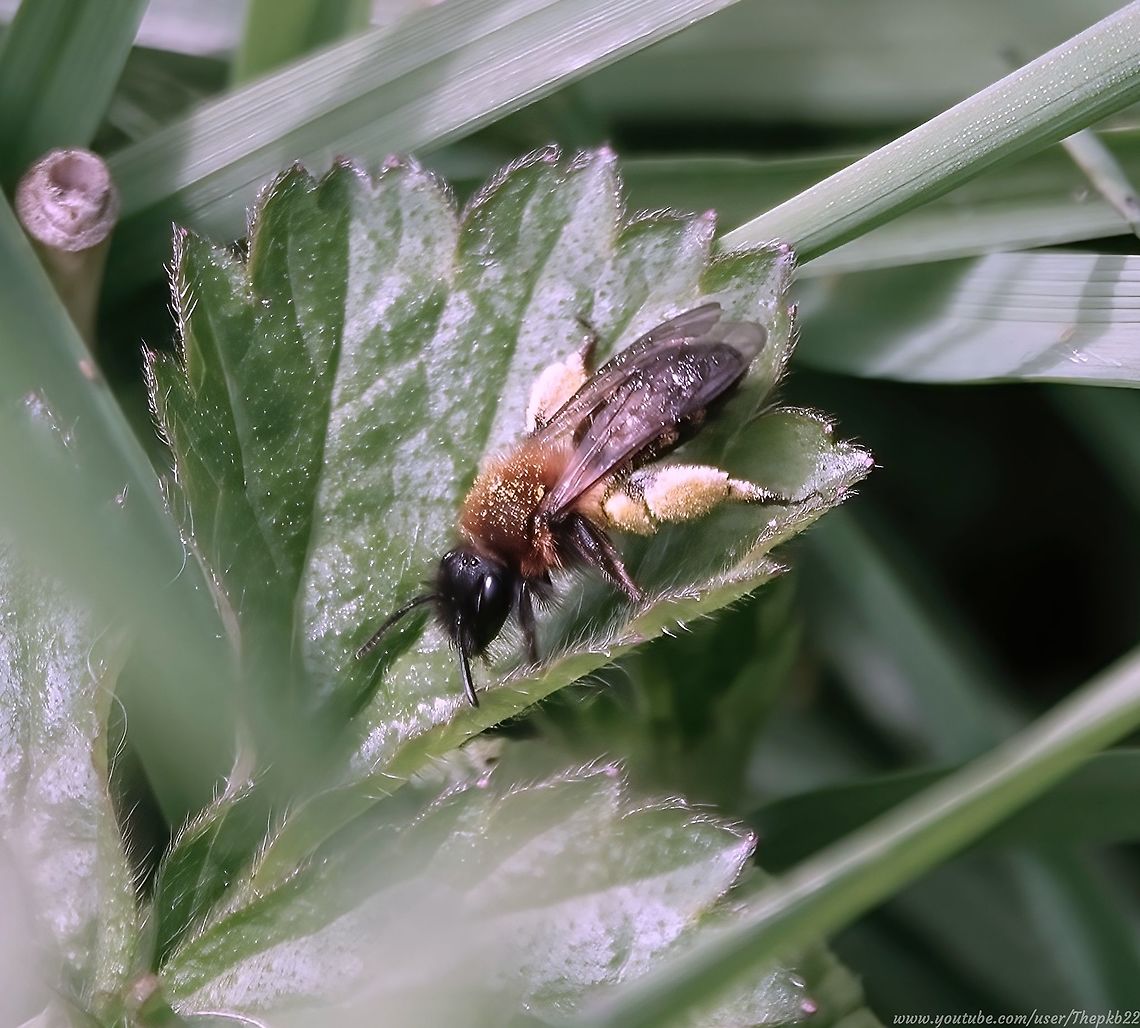 Gwynne's Mining bee (Andrena bicolor) As sure as night follows day.....<br />
<br />
I posted the other day about the Fabricius&rsquo; Nomad Bee (Nomada fabriciana)  which I said parasites on this species, so I guess I should have expected this fella to be not too far away.<br />
<br />
All that yellow on the legs is pollen which fooled me into thinking it was another Mining bee, but we got it right in the end. Andrena bicolor,Geotagged,Spring,United Kingdom