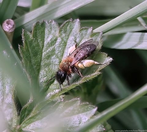 Gwynne's Mining bee (Andrena bicolor) As sure as night follows day.....

I posted the other day about the Fabricius&rsquo; Nomad Bee (Nomada fabriciana)  which I said parasites on this species, so I guess I should have expected this fella to be not too far away.

All that yellow on the legs is pollen which fooled me into thinking it was another Mining bee, but we got it right in the end. Andrena bicolor,Geotagged,Spring,United Kingdom